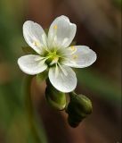 Drosera anglica