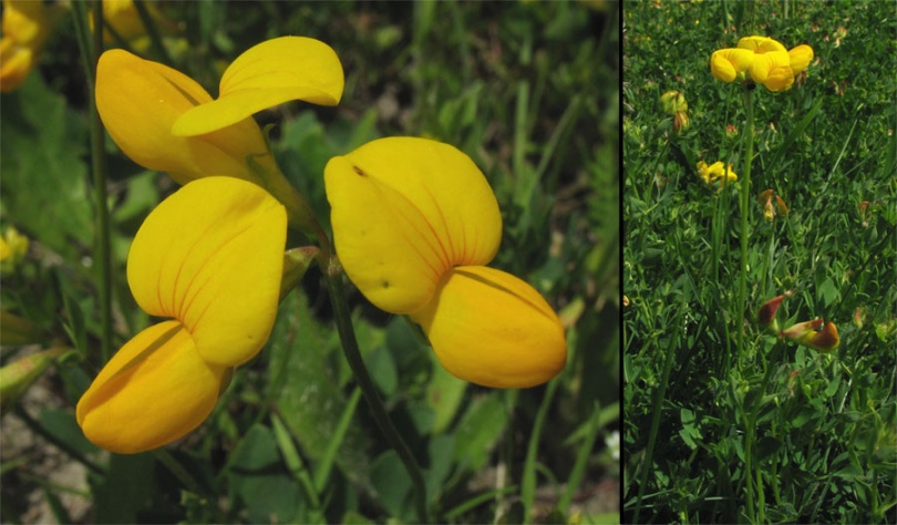 Изображение особи Lotus corniculatus.