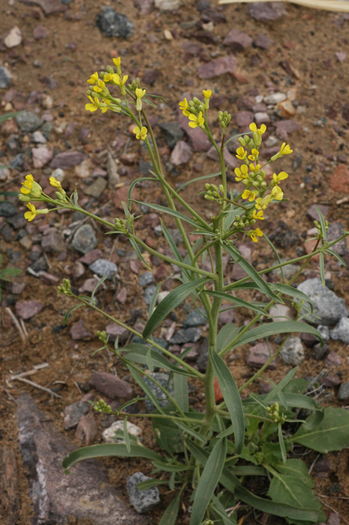 Изображение особи Syrenia siliculosa.