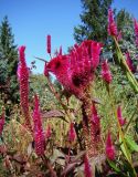 Celosia argentea. Соцветия. Краснодарский край, север Кубани, ст. Шкуринская, сквер. 23.09.2009.