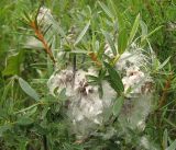 Salix rosmarinifolia. Ветвь с соплодиями. Архангельская обл., юг Пинежского р-на, пушицево-травяное мезоэвтрофное болото с сосной в приозёрной котловине. Начало августа.