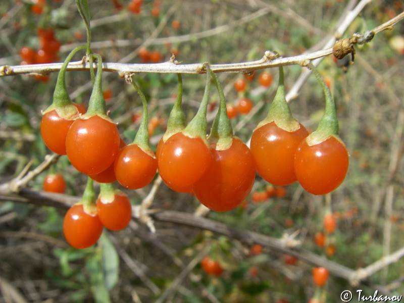 Изображение особи Lycium barbarum.