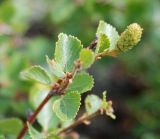 Betula rotundifolia. Верхушка ветви. Бурятия, плато п-ова Святой нос, ≈ 1800 м н.у.м., горная тундра. 22.07.2009.