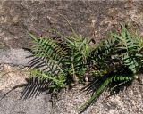 Pteris vittata