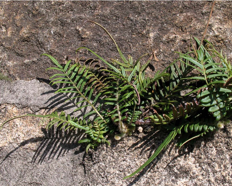 Изображение особи Pteris vittata.