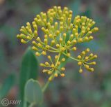 Bupleurum fruticosum