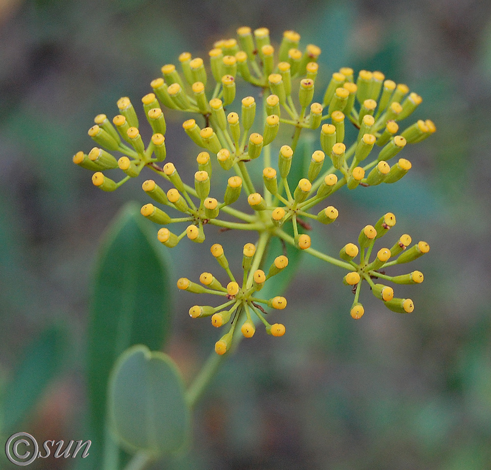 Изображение особи Bupleurum fruticosum.