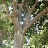 Ficus saussureana