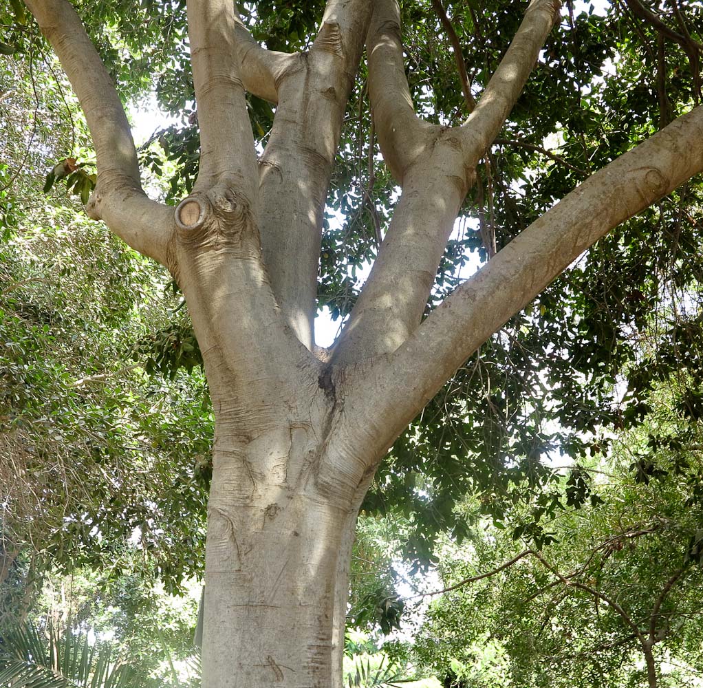 Image of Ficus saussureana specimen.