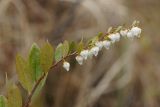 Chamaedaphne calyculata. Верхушка побега с соцветием. Тульская обл., Ленинский р-н, участок засечного леса между пос. Озерный и пос. Ломинцево, карстовое болото. 01.05.2015.
