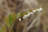 Chamaedaphne calyculata