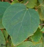 Catalpa ovata