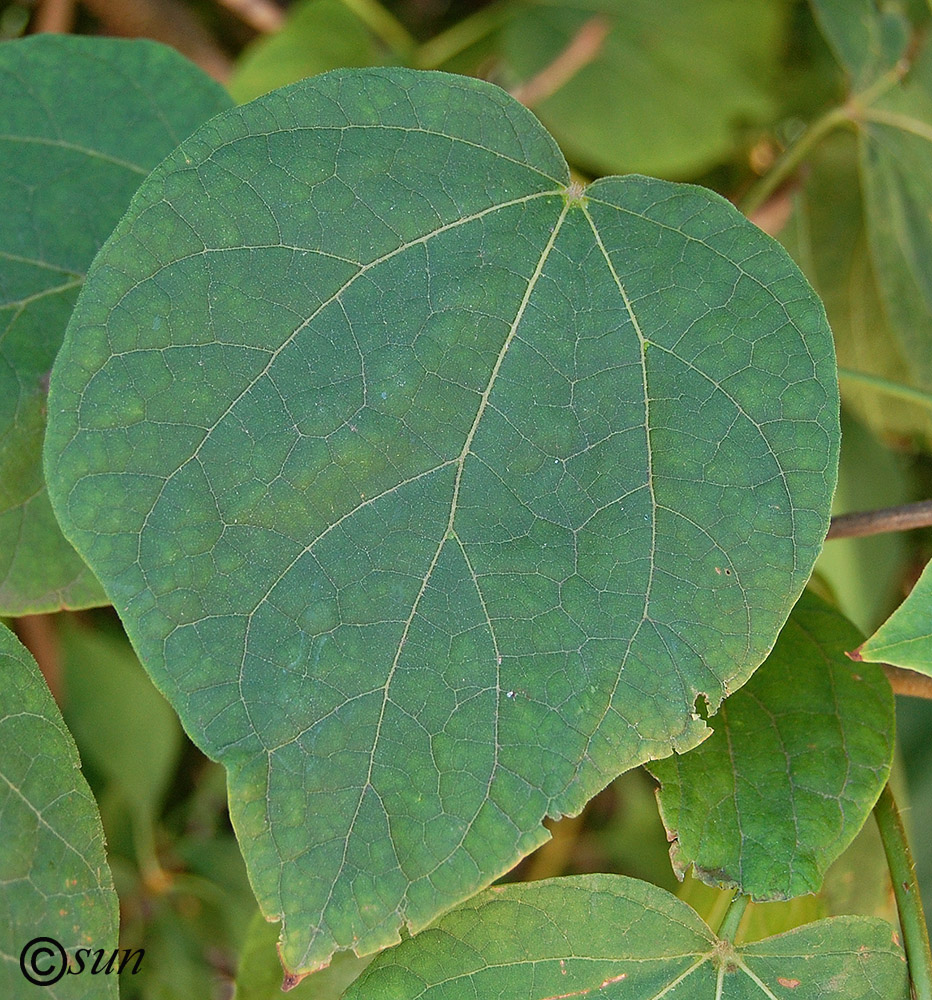 Image of Catalpa ovata specimen.