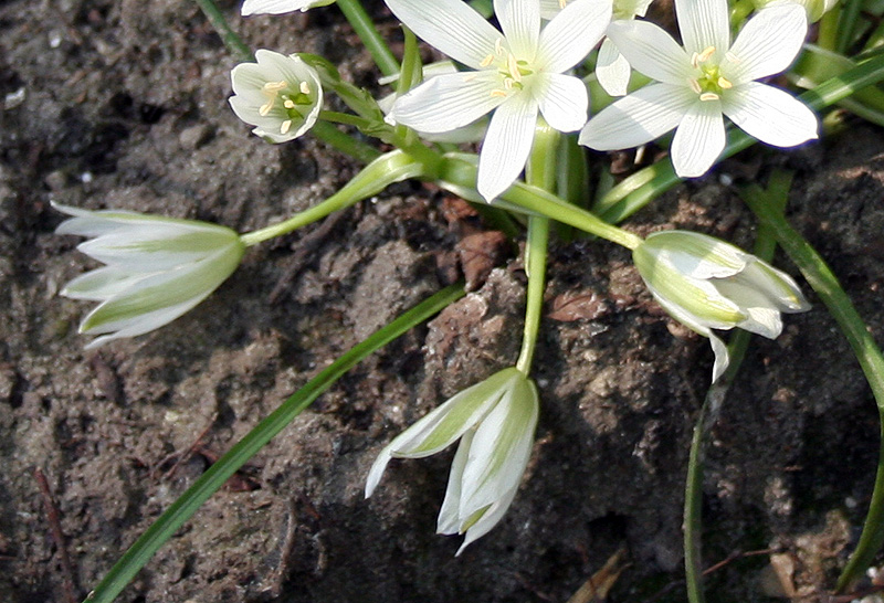 Image of Ornithogalum refractum specimen.