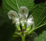 Lamium album. Цветки (вид снизу). Московская обл., Раменский р-н, окр. дер. Хрипань, садовый участок. 08.09.2015.