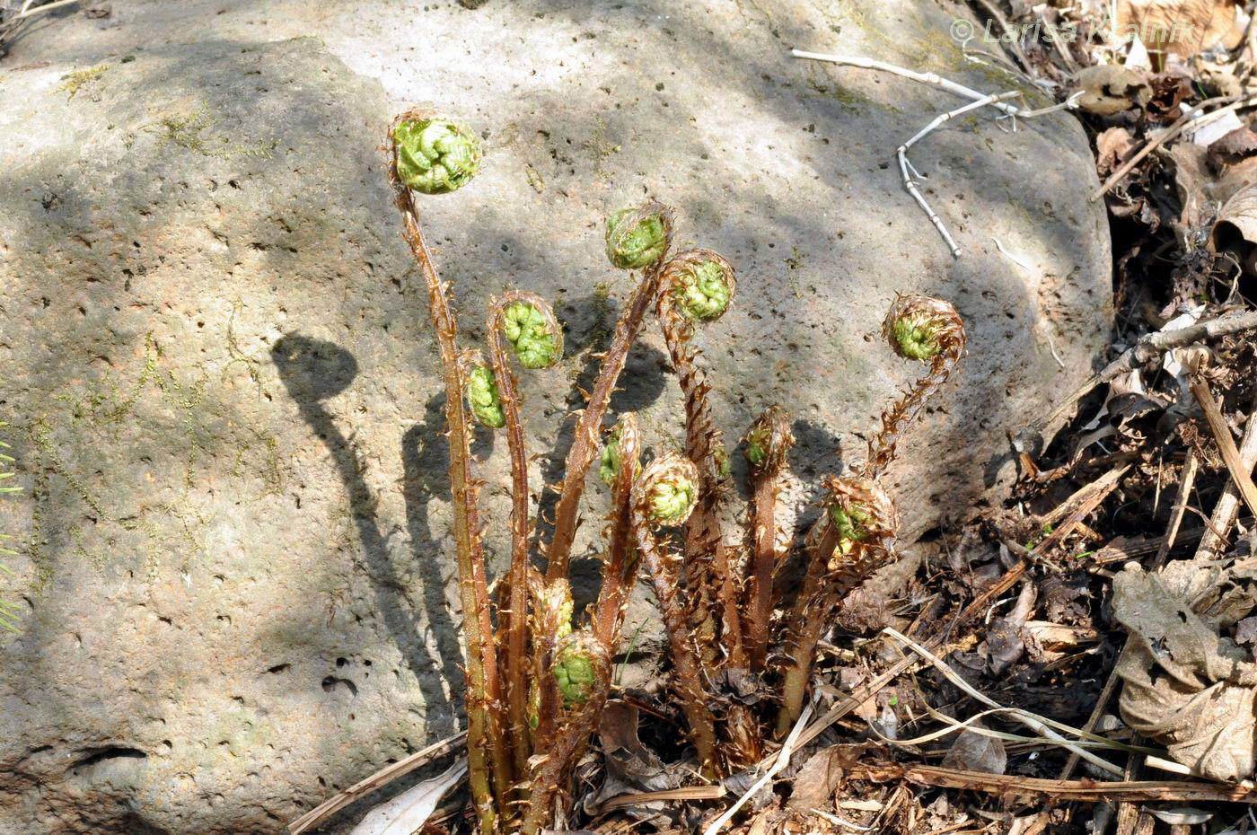 Image of Athyrium sinense specimen.