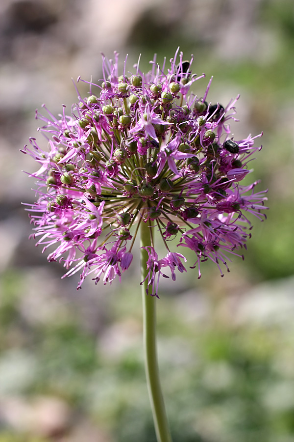 Image of Allium fetisowii specimen.