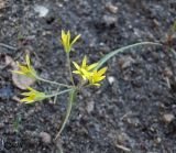 Image of taxon representative. Author is Сергей Наумов