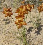 Carex physodes