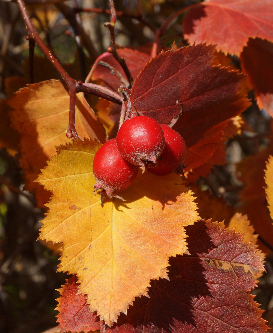 Изображение особи Crataegus mollis.
