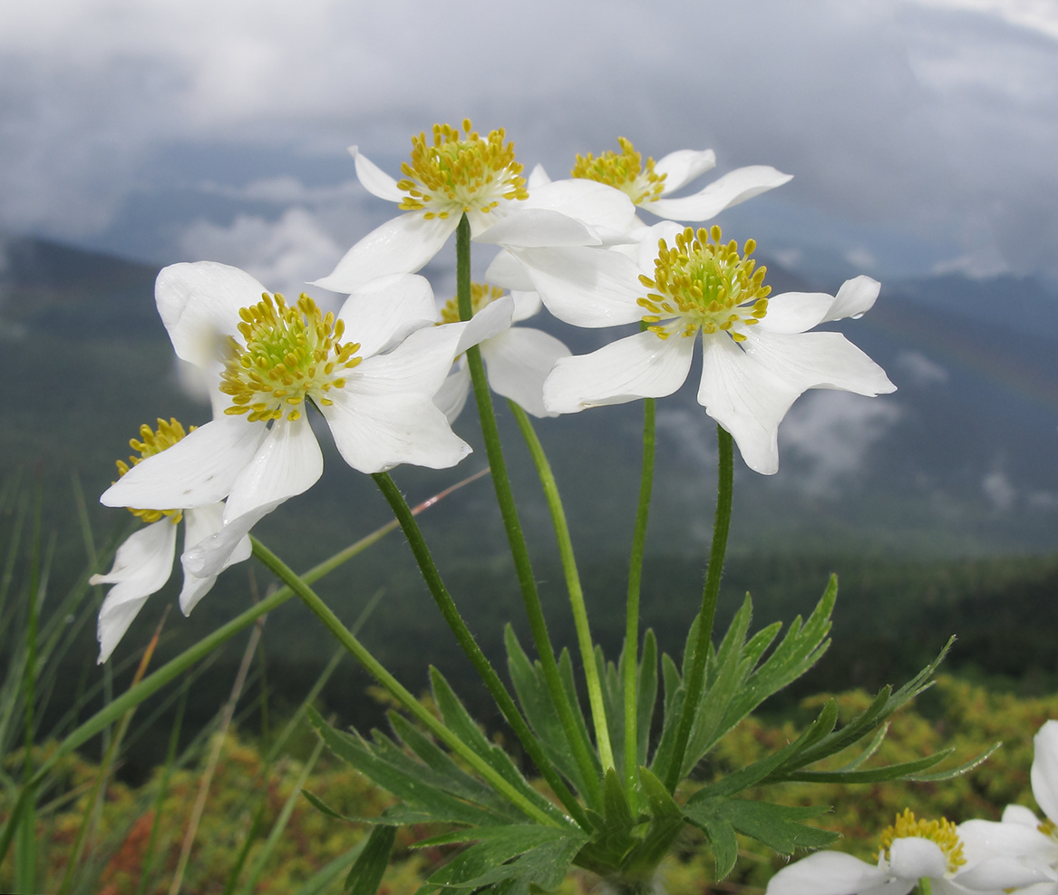 Изображение особи Anemonastrum fasciculatum.