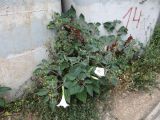 Datura innoxia