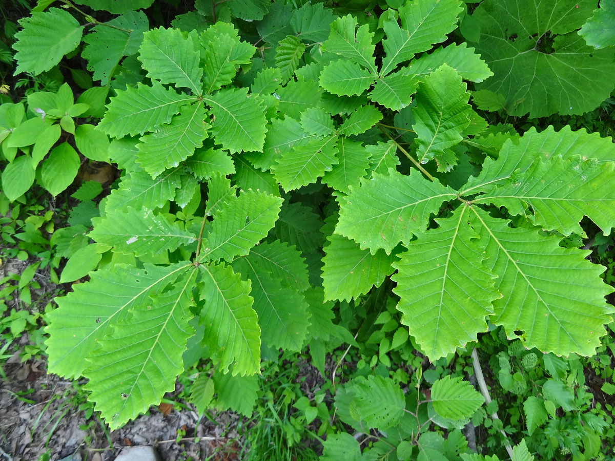 Изображение особи Quercus crispula.