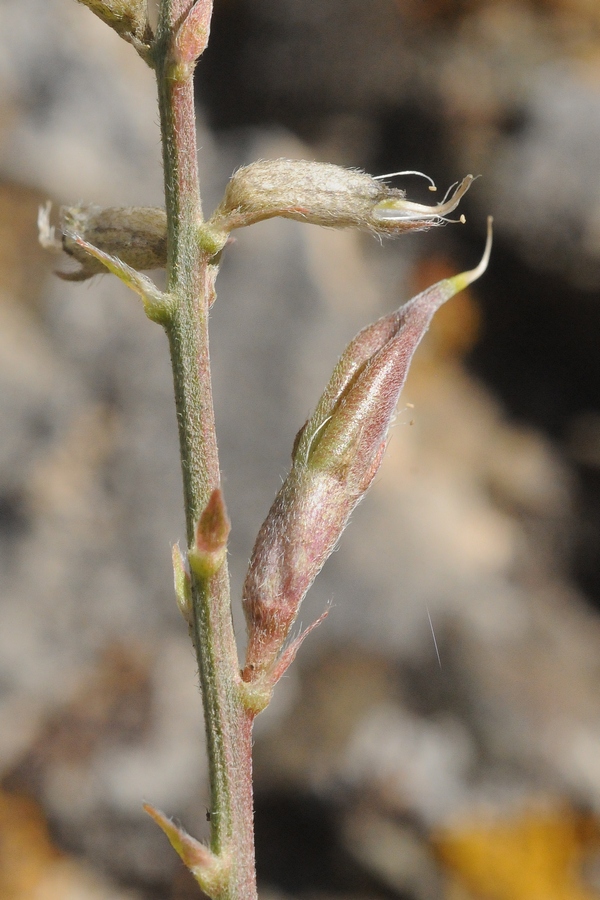 Image of Oxytropis almaatensis specimen.