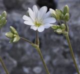 Image of taxon representative. Author is Роланд Цандекидис