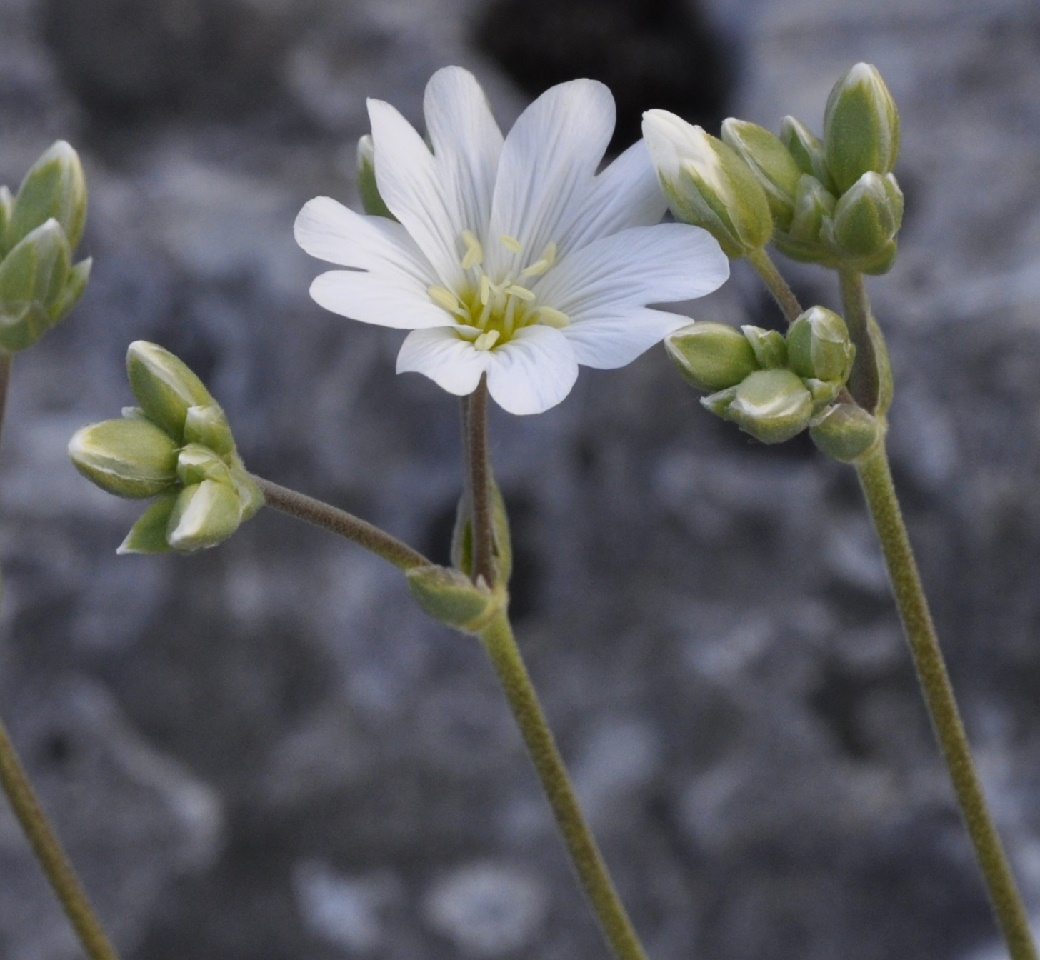 Image of Cerastium banaticum specimen.