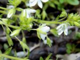 Veronica umbrosa