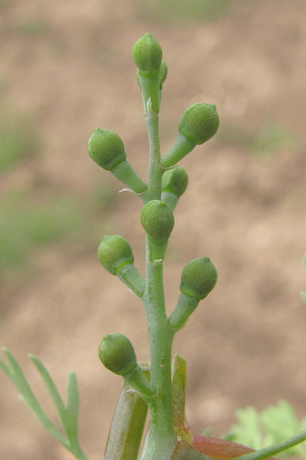 Image of Fumaria vaillantii specimen.