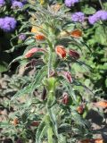 Oenothera versicolor. Верхушка цветущего растения. Томск, Экспериментальный участок Сибирского ботанического сада. 07.08.2008.