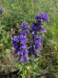 Campanula glomerata