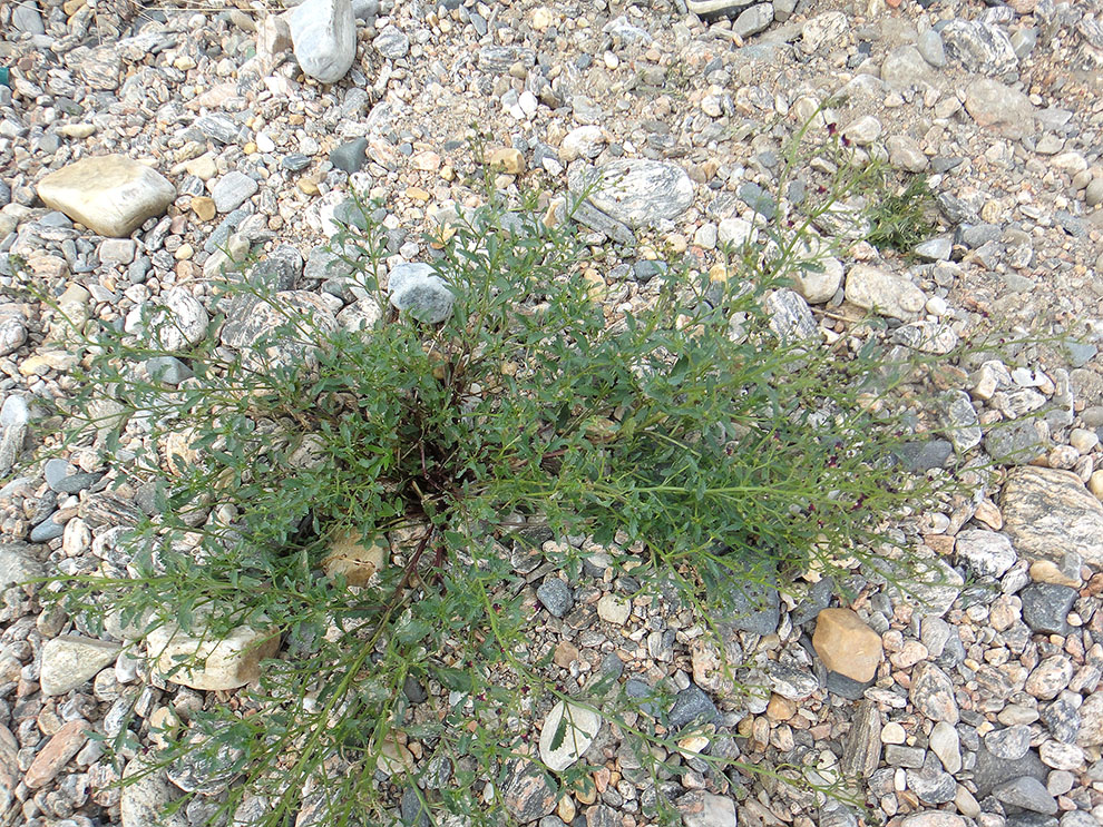 Image of Scrophularia incisa specimen.