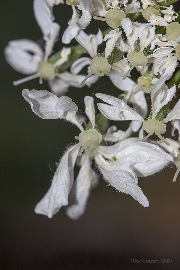 Image of Heracleum stevenii specimen.