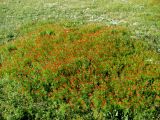 Adonis flammea
