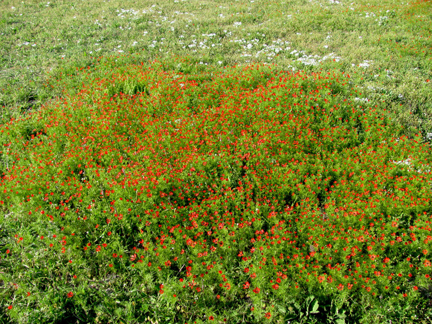 Image of Adonis flammea specimen.