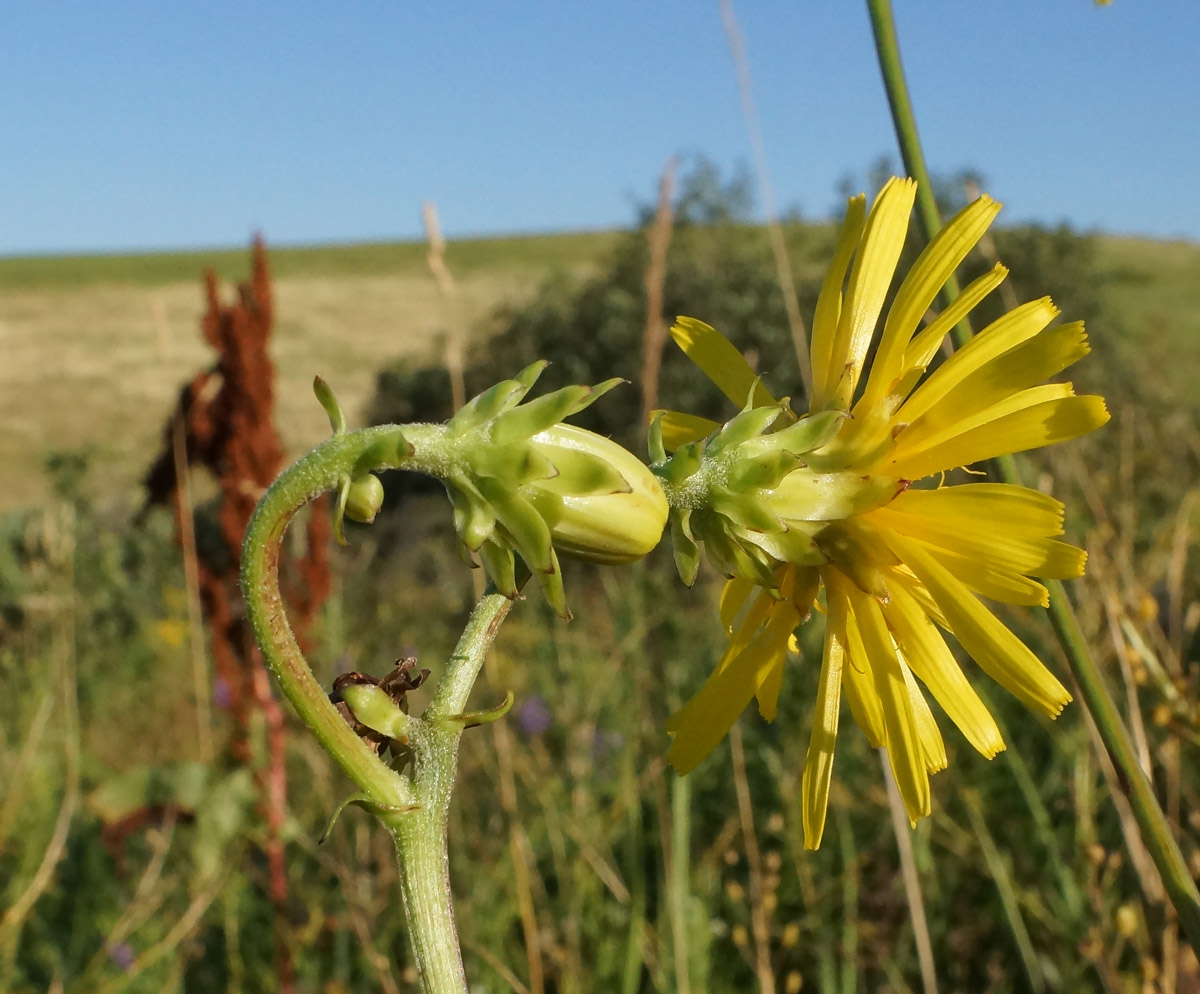 Image of Crepis sibirica specimen.