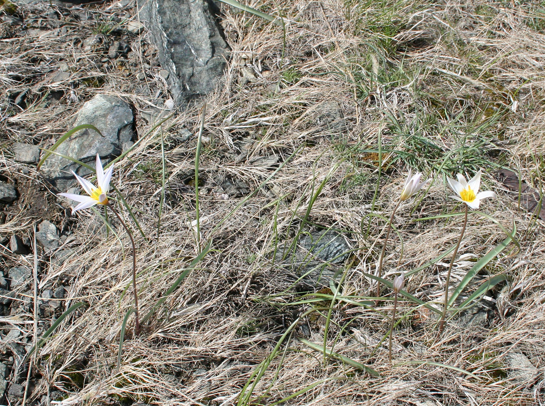 Изображение особи Tulipa patens.