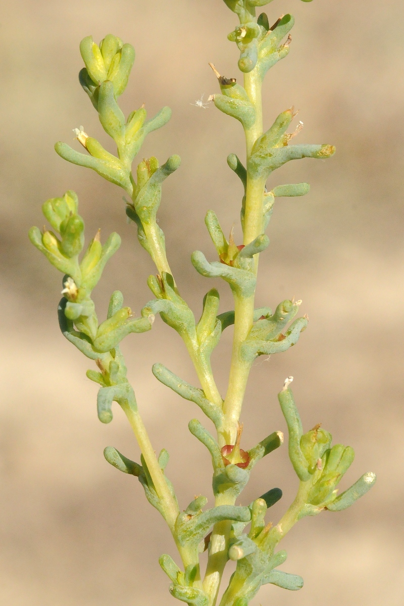 Изображение особи Climacoptera obtusifolia.