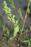 Chenopodium ficifolium