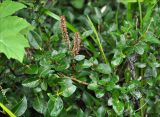 genus Salix