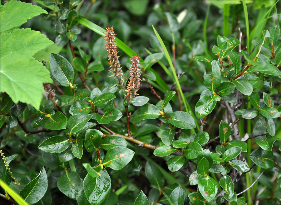 Image of genus Salix specimen.