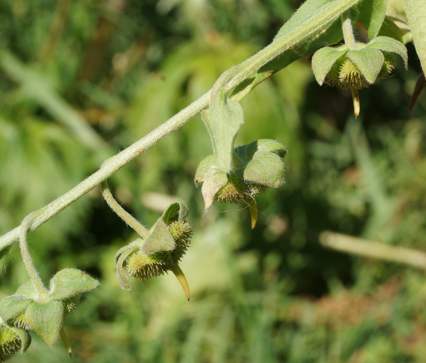 Изображение особи Cynoglossum officinale.