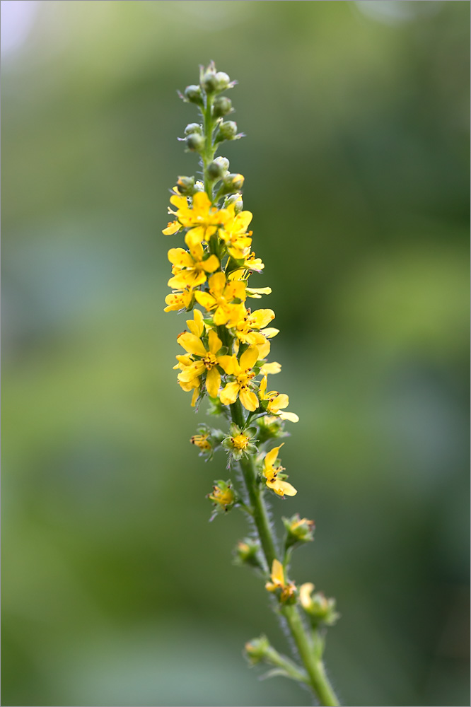 Image of Agrimonia pilosa specimen.