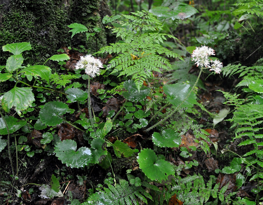 Image of Micranthes manchuriensis specimen.