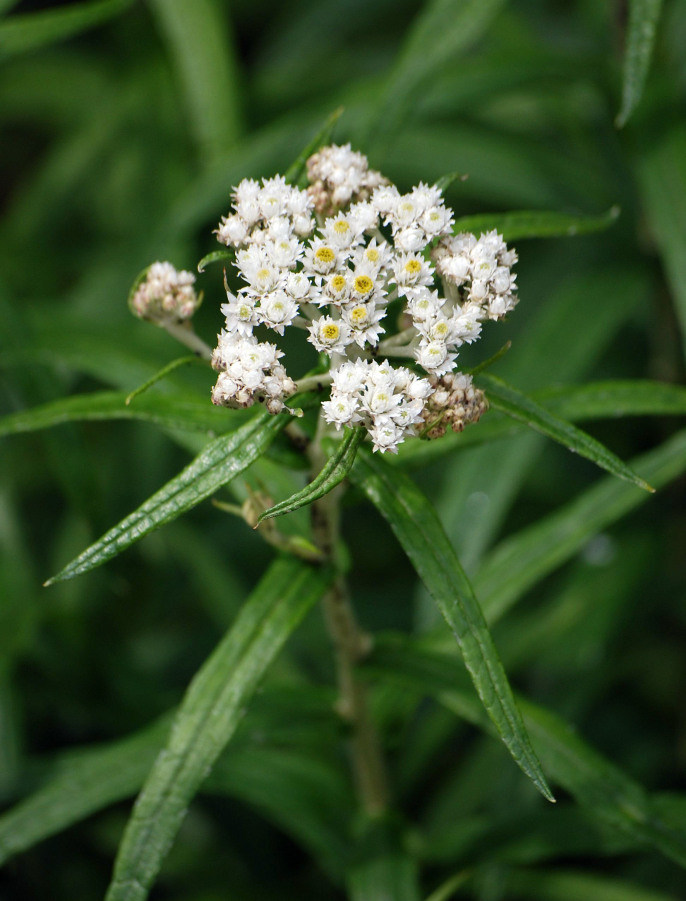 Изображение особи Anaphalis margaritacea.