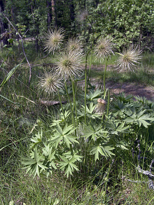 Image of Pulsatilla patens specimen.