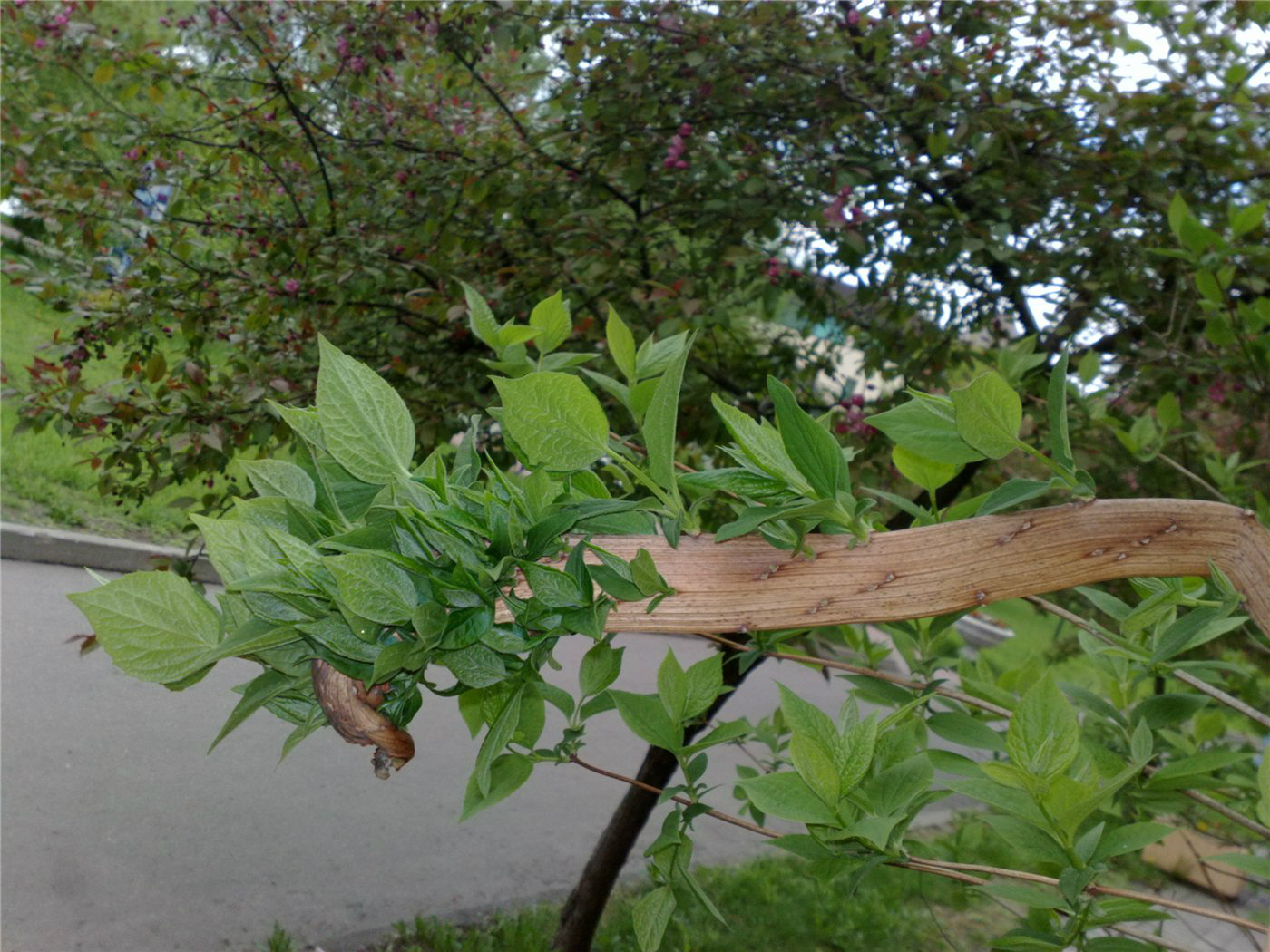 Изображение особи Philadelphus coronarius.